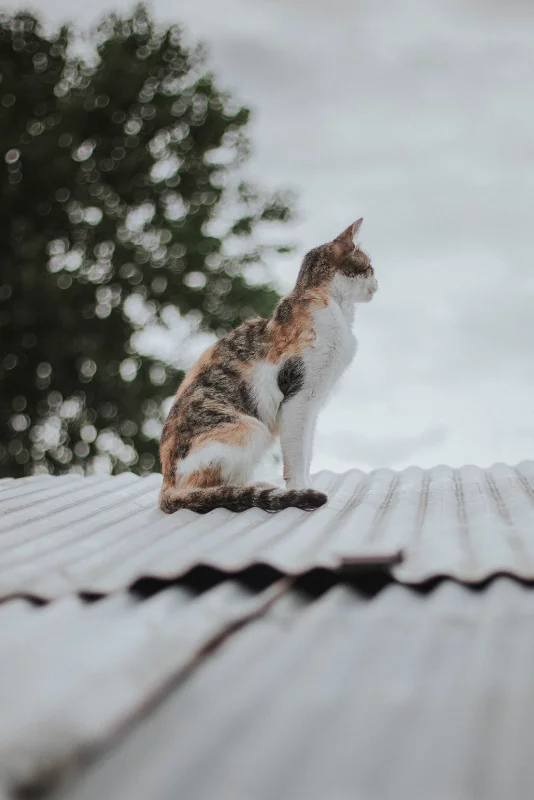 chat fugue demenagement