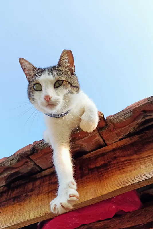 chat fugue demenagement